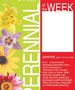 Perennial Of The Week - Image 6