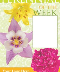 Perennial Of The Week - Image 4