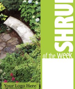 Shrub Of The Week - Image 4