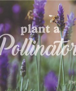 Plant A Pollinator - Image 5