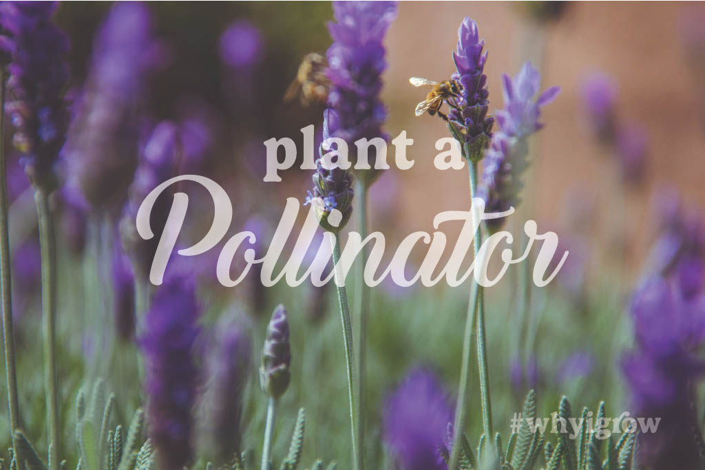 Plant A Pollinator - Image 5