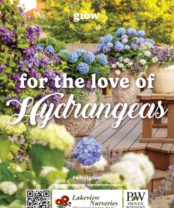 For the Love of Hydrangeas