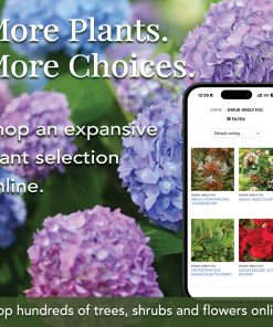 Social Media Graphics - Image 4